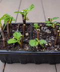 10 Pack Seed Starting Tray Kit With 120 Cells And Adjustable Humidity Dome For Germination with seedlings in black tray