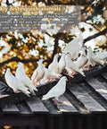 Doves and pigeons on a roof, showcasing Multicolor 8mm Aluminum Leg Rings for Poultry 2026 AU Marked Bird Foot Rings With Words
