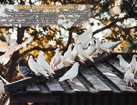 Doves and pigeons on a roof, showcasing Multicolor 8mm Aluminum Leg Rings for Poultry 2026 AU Marked Bird Foot Rings With Words
