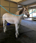 Horse tied in stall with heavy duty nylon horse cross ties with panic snap and bull snap, adjustable 45.2 to 78.7 inches, blue color.