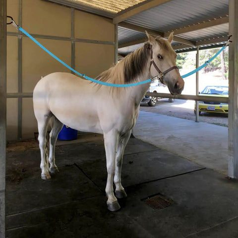Horse tied in stall with heavy duty nylon horse cross ties with panic snap and bull snap, adjustable 45.2 to 78.7 inches, blue color.