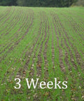 Field planted with Workhorse 60 Inch 3 Point Seeder For Category One Hitches With 10 Seed Rows, 3 weeks growth visible.