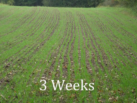 Field planted with Workhorse 60 Inch 3 Point Seeder For Category One Hitches With 10 Seed Rows, 3 weeks growth visible.