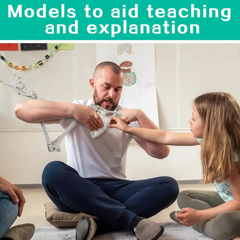 Teacher demonstrating Life Size Upper Limb Skeleton Model With Movable Shoulder and Hand Joints, Clavicle and Scapula Included