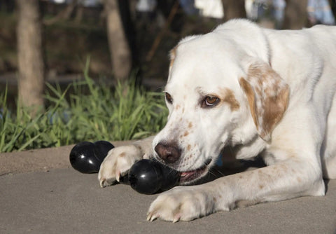 Extreme Goodie Bone Built Tough For Power Chewers Durable Natural Rubber Black For Large Dogs Great For Chew Sessions And Mental Stimulation That Lasts Longer Than Ordinary Toys. Black natural rubber chew toy for large dog, shown being held and chewed outdoors