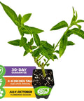 Night Blooming Jasmine Live Plant Cestrum Nocturnum Starter Plant in 3-inch pot, showing green leaves and growth stages.