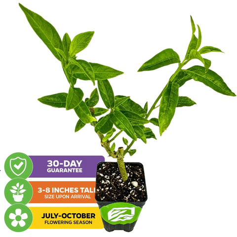 Night Blooming Jasmine Live Plant Cestrum Nocturnum Starter Plant in 3-inch pot, showing green leaves and growth stages.