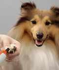 Collie having nails trimmed with All In One Sanding Drum Kit For Dog Nail Grinder And Rotary Tool, 100 Pcs 80 Grit Sanding Bands With 1 8th Inch Mandrels