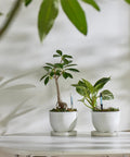 Two potted plants on a table with Aquameter Leave In Soil Moisture Meter For Potted Plants Bundle Of 5 Medium Black Refillable Plant Water Sensor