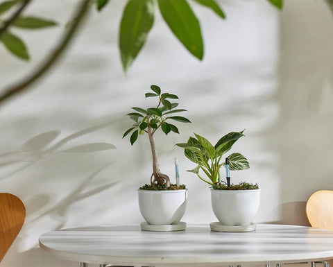 Two potted plants on a table with Aquameter Leave In Soil Moisture Meter For Potted Plants Bundle Of 5 Medium Black Refillable Plant Water Sensor