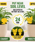 Zero Sweat 58 Pack Yellow Sticky Gnat Traps For Indoor Plants showing insect catch performance after 24 hours on plants.