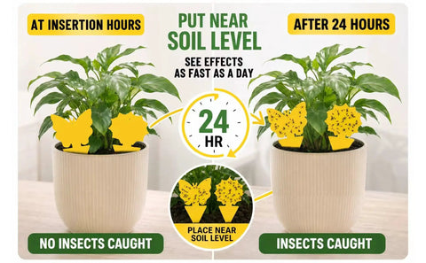 Zero Sweat 58 Pack Yellow Sticky Gnat Traps For Indoor Plants showing insect catch performance after 24 hours on plants.