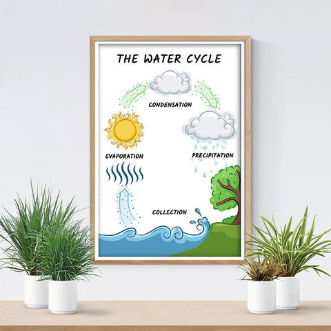 Water Cycle Poster For Science Classrooms 12 By 18 Inch Wall Decor on white wall with plant décor