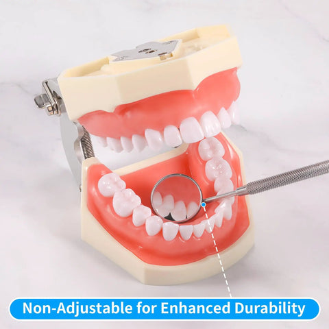 Pro Grade Stainless Steel Dental Inspection Mirror With Anti Fog Surface Curved Mouth Mirror Tool For Oral Care And Makeup Mini Reflector Non Slip Grip Durable Dental Instrument, shown with dental model