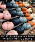 Rainbow Pumpkin Patch Seeding Kit With 20 Mixed Seeds for indoor and outdoor garden with pink, black, blue, and white pumpkins.