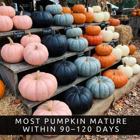 Rainbow Pumpkin Patch Seeding Kit With 20 Mixed Seeds for indoor and outdoor garden with pink, black, blue, and white pumpkins.