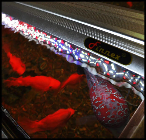 FugeRay Planted Aquarium LED Light With Moonlights 24 Inch Slim High Output Fixture illuminating colorful fish in tank