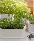 Five Pack White Herb Planter Boxes With Drip Trays Eight Point Five Inch Small Oval Window Planters For Kitchen Sill Indoor Outdoor Use Ideal For Basil Mint Succulents And Flowers Great For Narrow Spaces