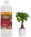 Liquid Money Tree Fertilizer 3 1 2 Concentrate For Indoor Plants And Flowers Organic Plant Food For Prosperity Tree 32 Ounce Bottle Easy Grow Formula For Lush Foliage And Serious Growth, 32 oz bottle beside potted money tree