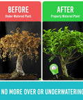 Before and after plant images showing results with Plant Moisture Meter For Healthy Pots An Easy To Use Soil Probe That Stops Overwatering