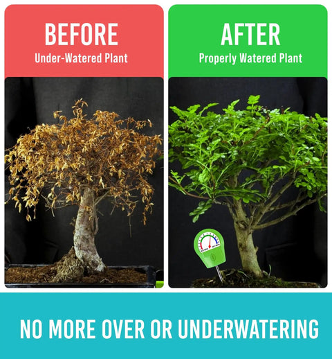 Before and after plant images showing results with Plant Moisture Meter For Healthy Pots An Easy To Use Soil Probe That Stops Overwatering