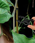 Durable Garden Plant Clips For Climbing Vines And Tomatoes Easy Trellis Support Clips For All Skill Levels No Fuss Versatile Plant Ties For Training Staking And Securing Tomato Vines And Garden Vines, black plastic clip on vine stem
