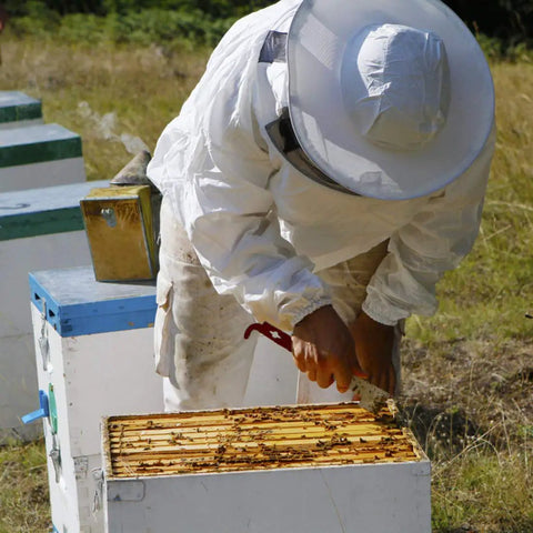 Beekeeper using Stainless Frame Lifter And Scraper J Hook Hive Tool on beehive, 11 inch durable stainless steel pry bar