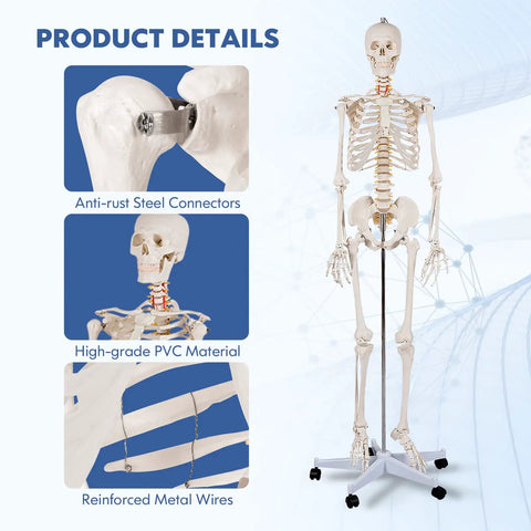 Life Size Human Skeleton Model, 70.8 Inches Tall with anti-rust steel connectors and high-grade PVC on rolling stand