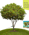 Tree Stake Kit With 3 Steel Stakes 11.8 Inches 15.75 Inch Straps And 13.12 Foot Ropes in use on young fruit tree
