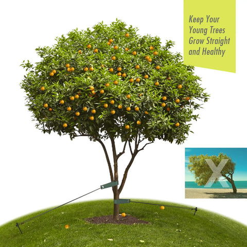 Tree Stake Kit With 3 Steel Stakes 11.8 Inches 15.75 Inch Straps And 13.12 Foot Ropes in use on young fruit tree