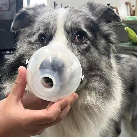 Dog using Pet Nebulizer Cup And Inhaler Mask For Cats And Dogs Low Noise Nebulizer Kit With Silicone Face Mask And Two Meter Oxygen Tube
