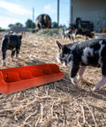 Heavy Duty Five Compartment Piglet Feed Trough With No Sweat Plastic Livestock Manger For Farm Hog Water And Dry Food Swine Station, orange feed trough with piglets.