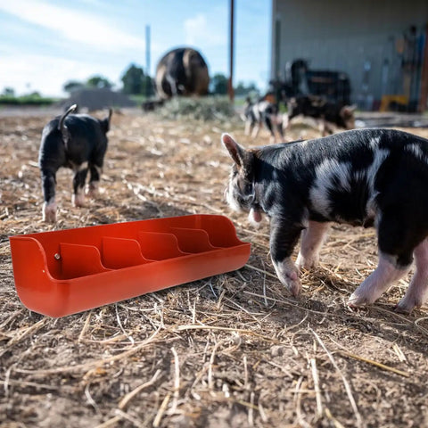 Heavy Duty Five Compartment Piglet Feed Trough With No Sweat Plastic Livestock Manger For Farm Hog Water And Dry Food Swine Station, orange feed trough with piglets.