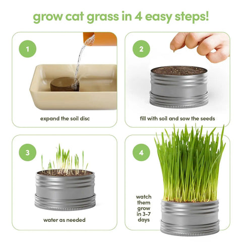 Steps to grow Indoor Cat Grass Kit For Healthy Cats With Three Complete Organic Planter Kits To Grow Your Own Cat Grass From Organic Seeds