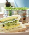 Stackable Stainless Steel Seed Sprouting Kit With Two Mesh Trays Base And Lid Durable 304 Grade Easy Drainage and sandwich