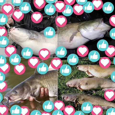 Four trophy catfish images with social media icons; ideal catch for Rattler Catfish Float Rig For Bank Fishing Santee Cooper Style.