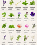 Variety of 40 medicinal and tea herb seeds with labeled images for teas, culinary flavor, immune support, and holistic health.