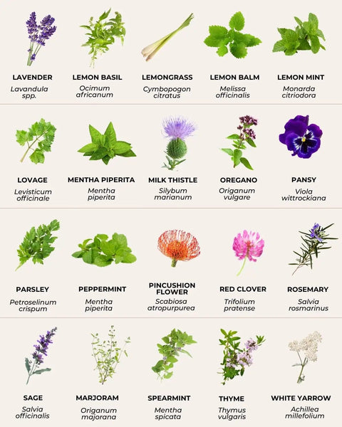 Variety of 40 medicinal and tea herb seeds with labeled images for teas, culinary flavor, immune support, and holistic health.