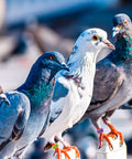 Pigeons wearing 8mm Pigeon Leg Bands Kit with colored bird foot rings, showcasing 100 Pcs Clip On Bird Foot Rings With 5 Bright Colors.