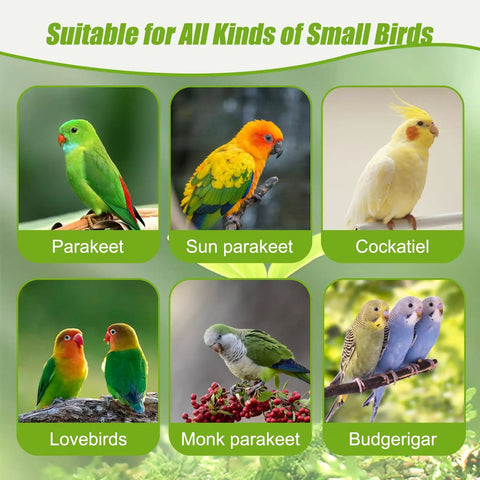 Image showcasing various small birds: parakeet, sun parakeet, cockatiel, lovebirds, monk parakeet, and budgerigar.