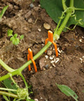 Set Of 100 Plastic Planting Forks For Strawberries And Grapevines in use, orange vine tendrils supporting plant stems in soil