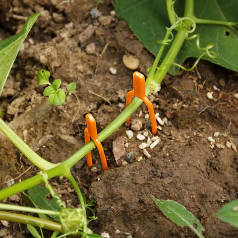 Set Of 100 Plastic Planting Forks For Strawberries And Grapevines in use, orange vine tendrils supporting plant stems in soil