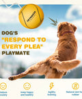 Golden retriever playing with yellow Ultimate Tetherball Set With Ball, Rope And Carabiner For Backyard Fun outside.