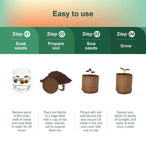 Steps to grow Indoor Bonsai Tree Kit For Beginners Complete Growing Set With Live Plants A Chill Starter Kit For Garden Lovers