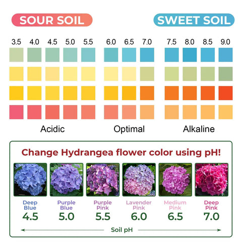 Color chart showing soil pH levels with hydrangea color changes part of Soil PH Test Kit With Upgraded 125 Strips And Measuring Cylinders For Accurate DIY Friendly Garden Lawn Grass Flower Or Vegetable PH Testing Across Compost And Dirt.