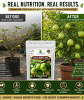 Guava Growth Food Organic Fertilizer For Fast Growth And Heavy Fruiting 200 G With Nitrogen Phosphorus Potassium And Microorganisms For Big Yields In Your Home Garden. before-after guava plant growth