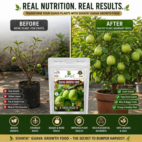 Guava Growth Food Organic Fertilizer For Fast Growth And Heavy Fruiting 200 G With Nitrogen Phosphorus Potassium And Microorganisms For Big Yields In Your Home Garden. before-after guava plant growth