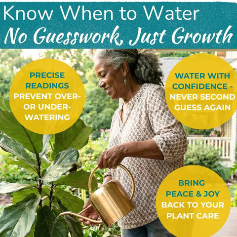 Woman watering fiddle leaf fig with soil moisture meter highlighting benefits of Fiddle Leaf Fig Care 3-in-1 Soil Moisture Meter With Light Sensor For Indoor Potted Plants The Easy Watering Gauge For Optimal Growth And Health For Plant Parents