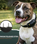 Dog wearing collar with 1 Inch Replacement Prongs Set Of 2 Stainless Steel Probes For Remote Training Collars Short Hair Friendly