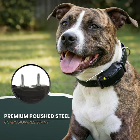 Dog wearing collar with 1 Inch Replacement Prongs Set Of 2 Stainless Steel Probes For Remote Training Collars Short Hair Friendly